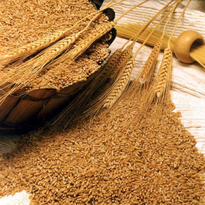 Казахстанская компания купит пшеницу 3 класса