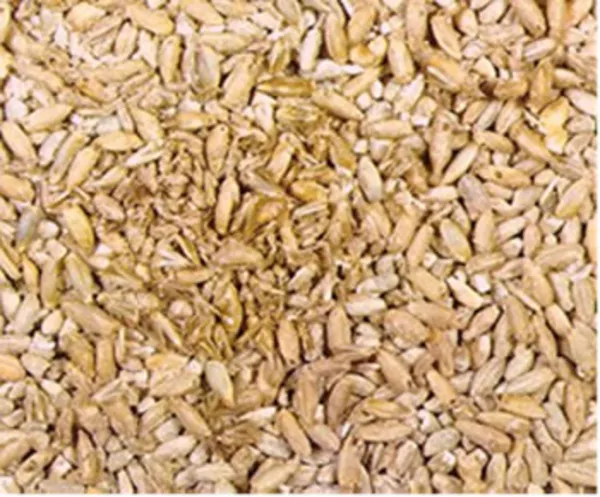 Зерно пшеницы мягкой 5 класс (фураж) имеется зерновая